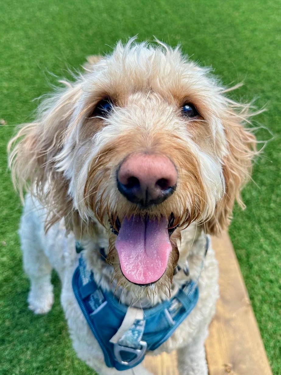 Dog smiling outside