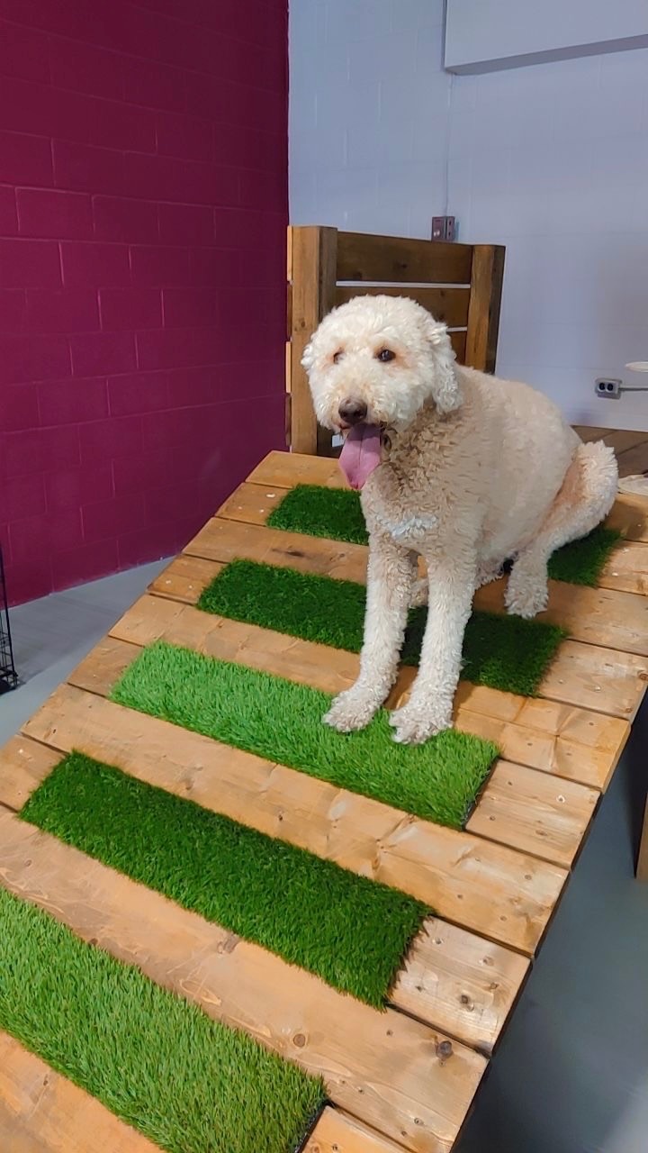 Dog sitting on wooden ramp inside