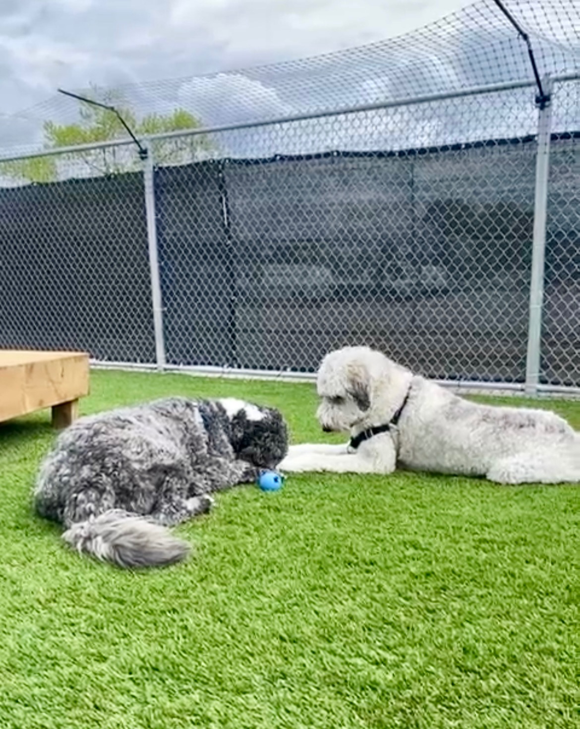 Two dogs are playing on the grass in an outdoor fenced area.