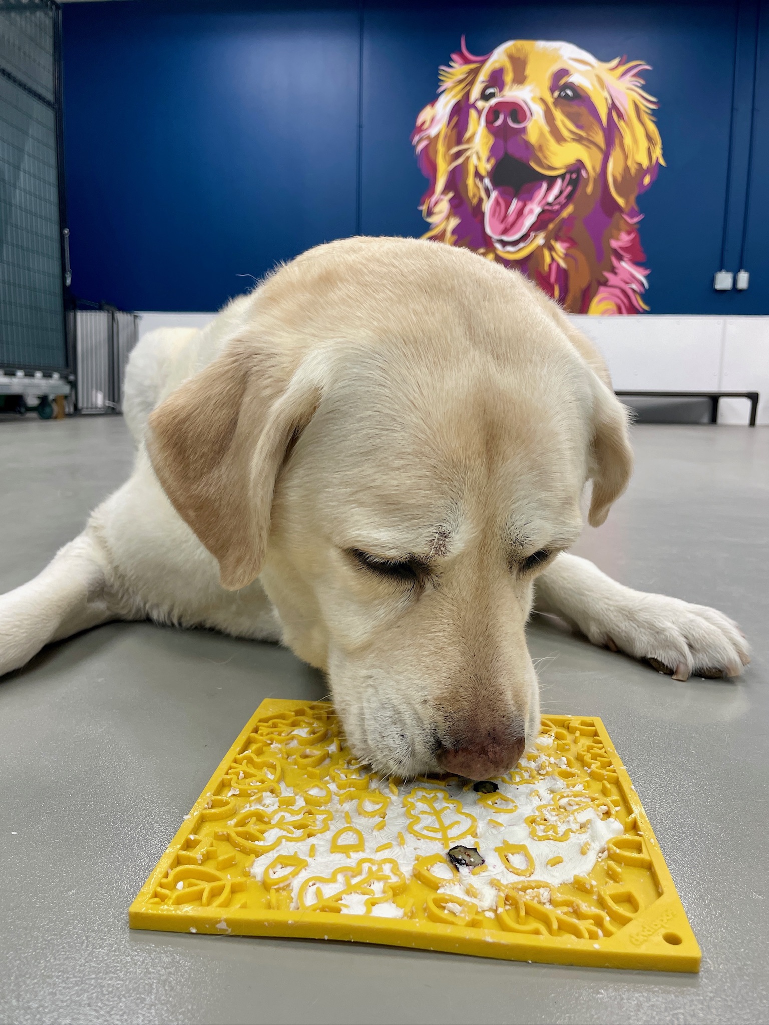 A dog relaxing on the floor next to a yellow puzzle.