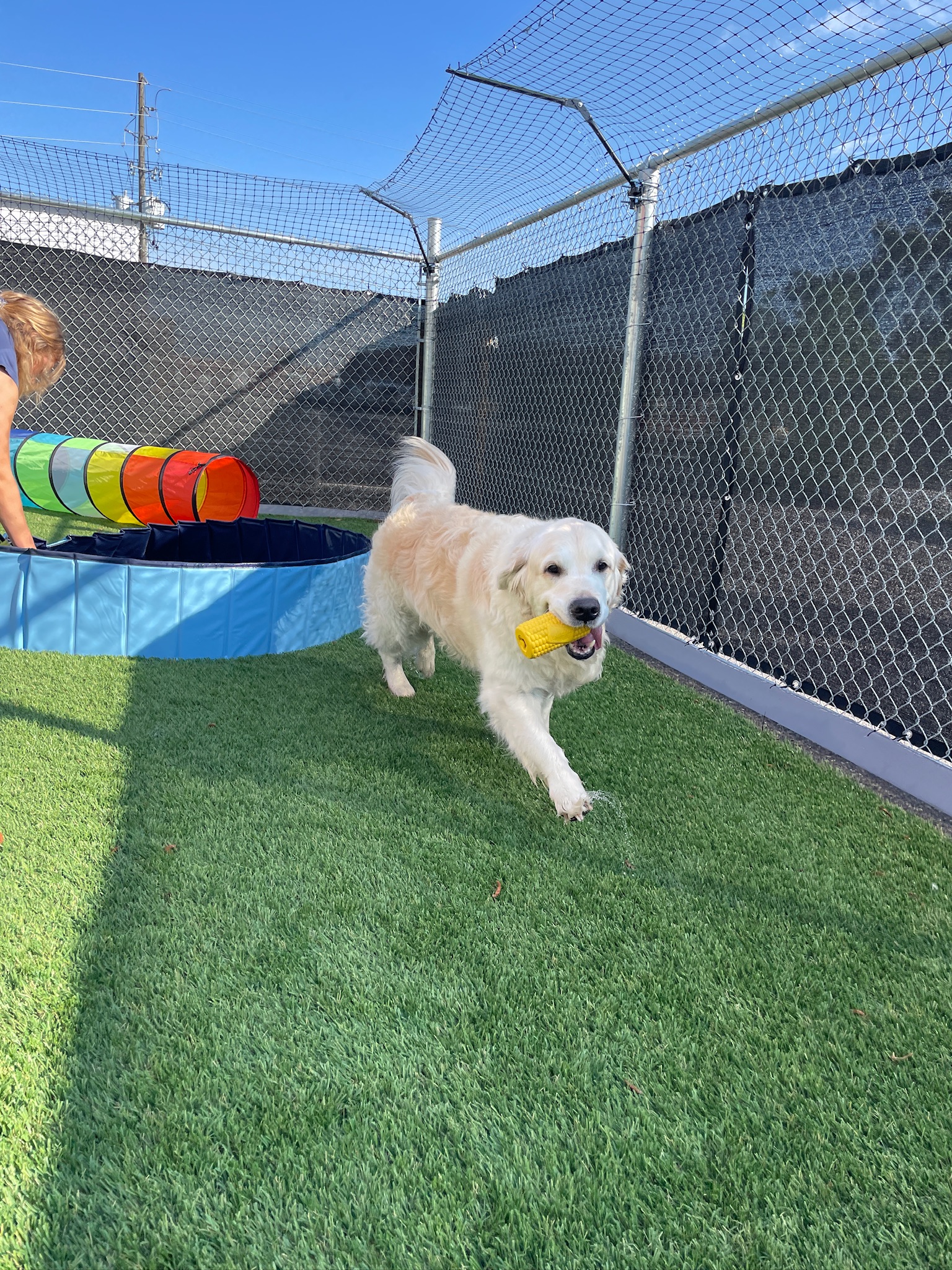 A playful dog running around outdoor space with a toy.